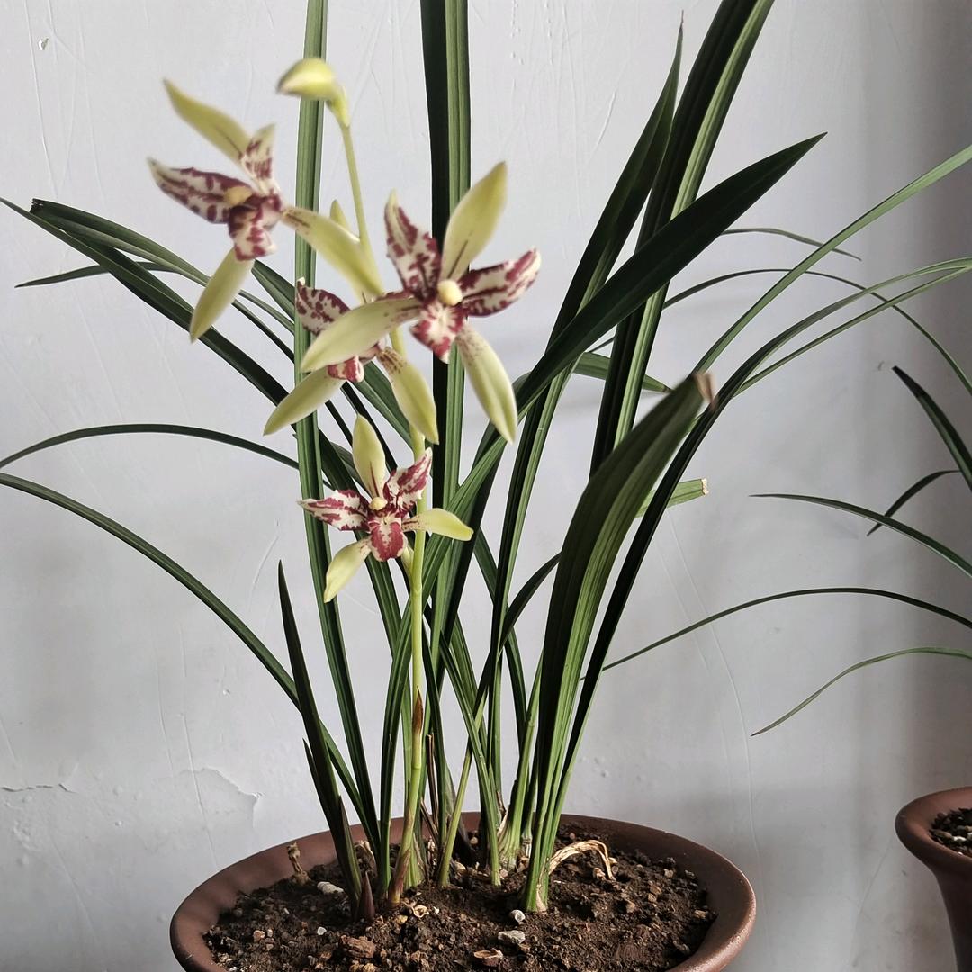 七月茉莉