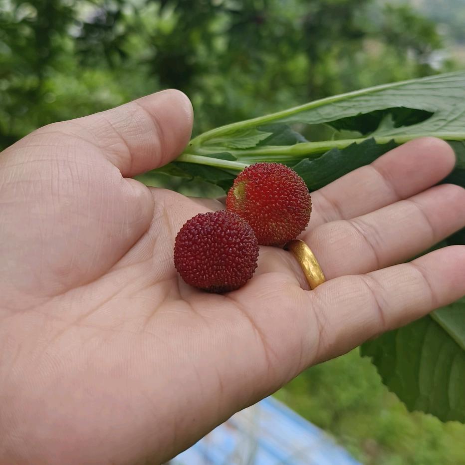 吉祥三宝😍龙凤呈祥