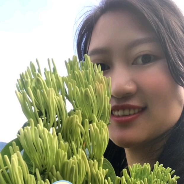 湘蕾5号金银花苗
