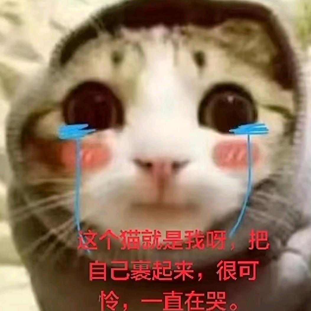 你说啥就啥头像