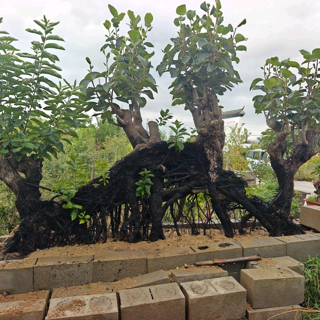 花卉苗木培育基地
