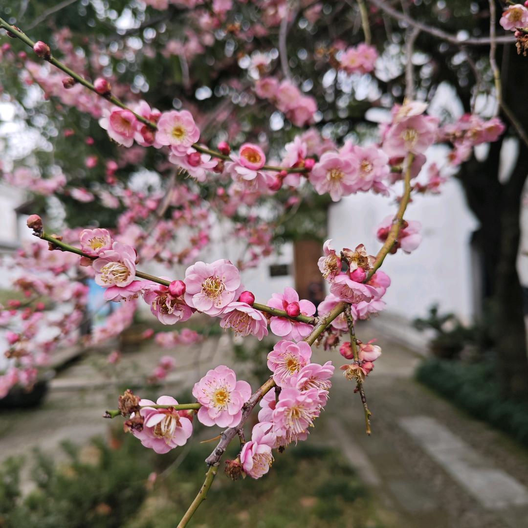 上官霜天⌯'ㅅ'⌯