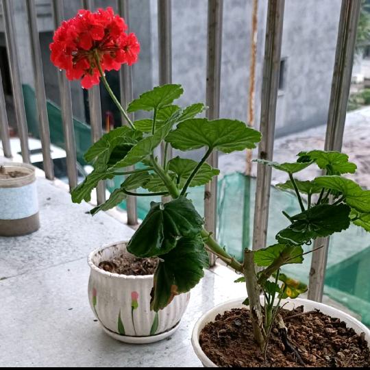 直来直往