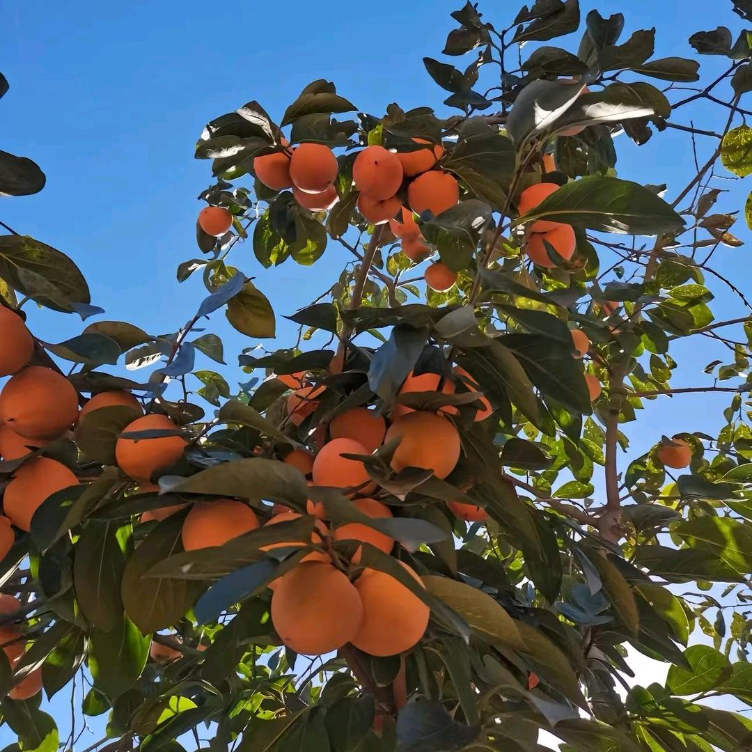 富平柿子橙苗木