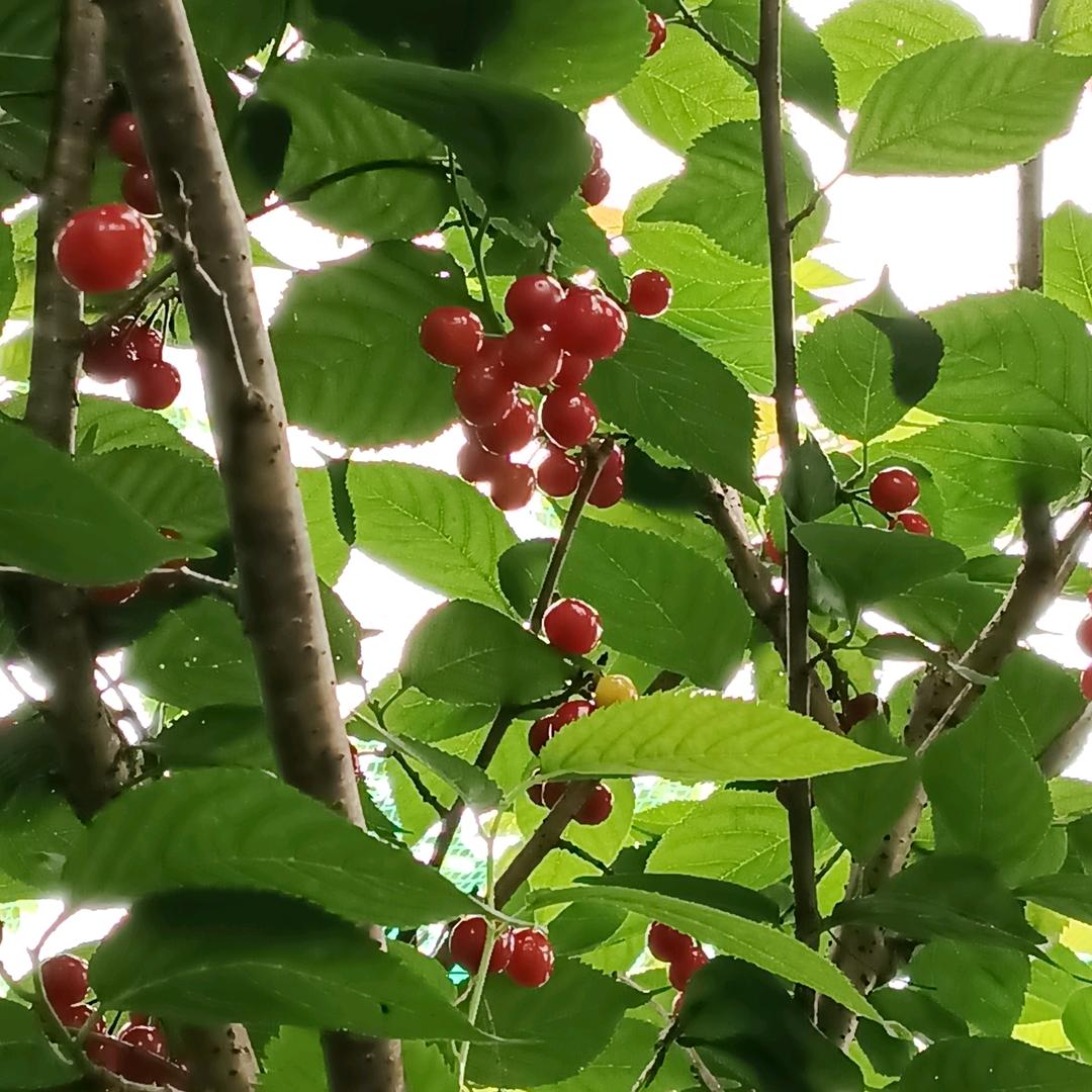 无锡种菜小分队