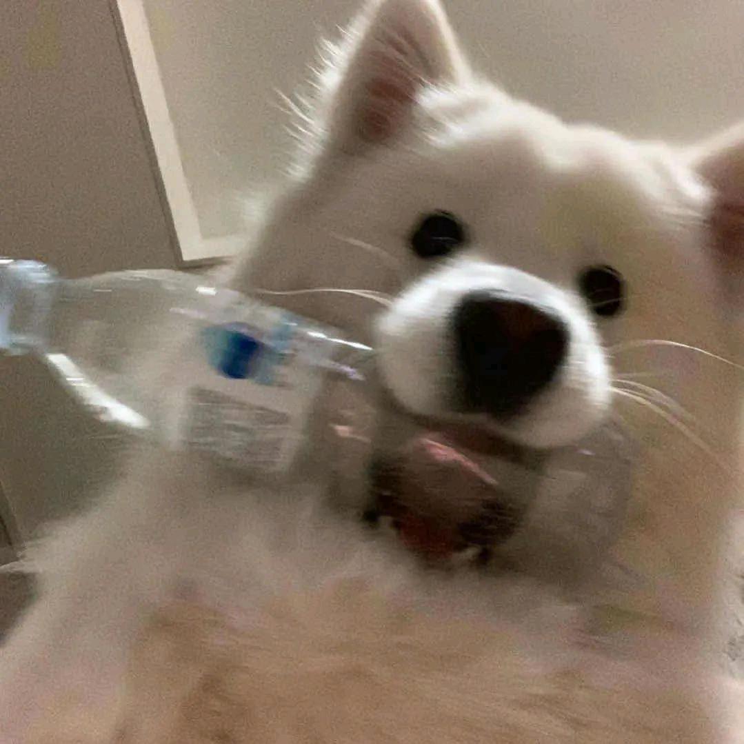 伊琦舜头像
