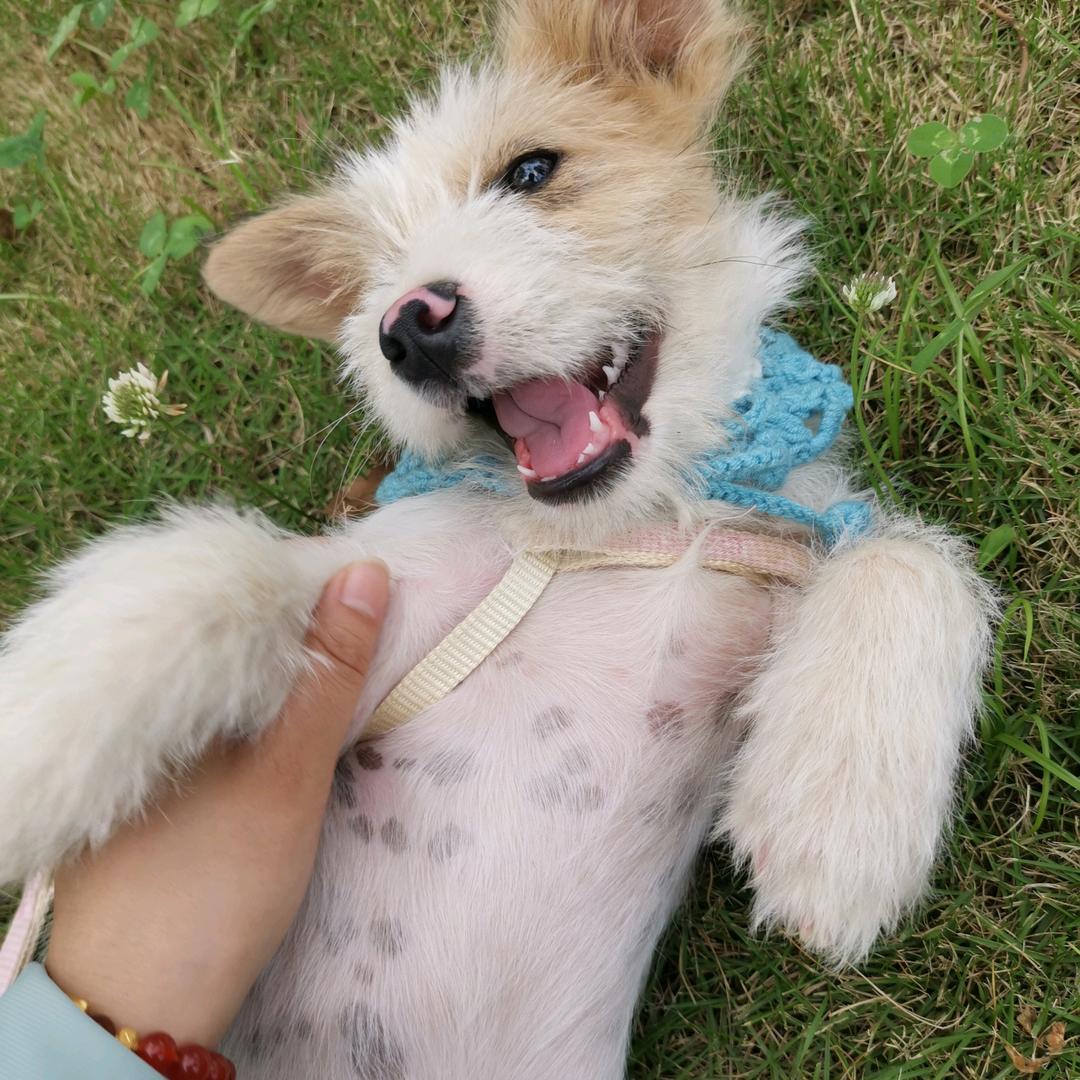 不爱洗澡的花花