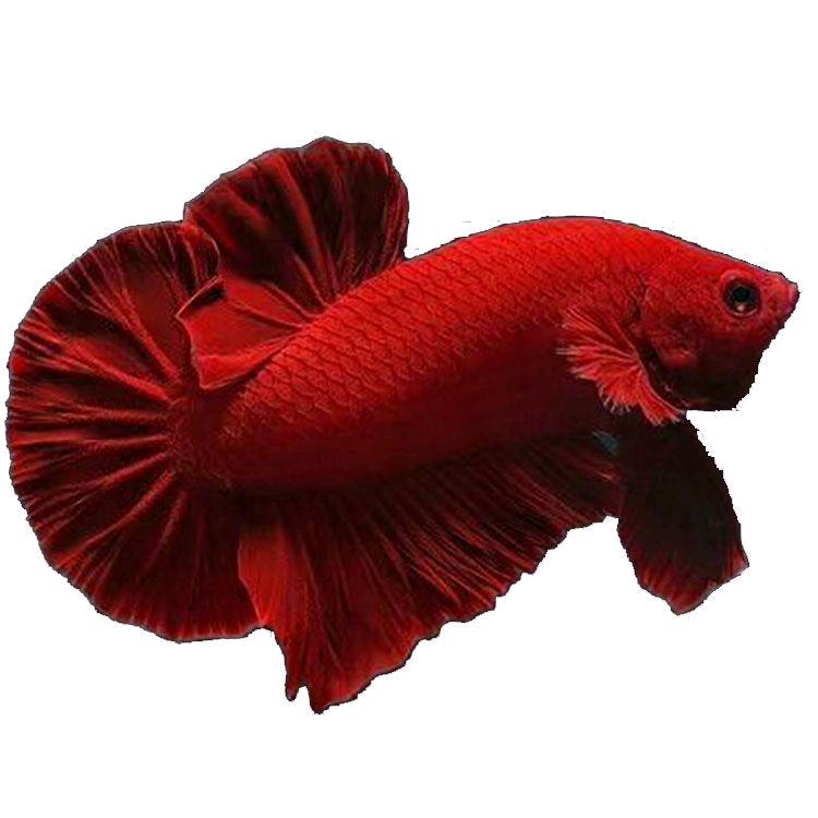 阿郑斗鱼水族馆