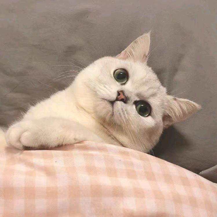 珙桐与红豆杉
