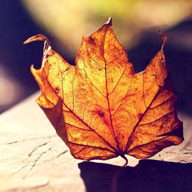 落白🍂