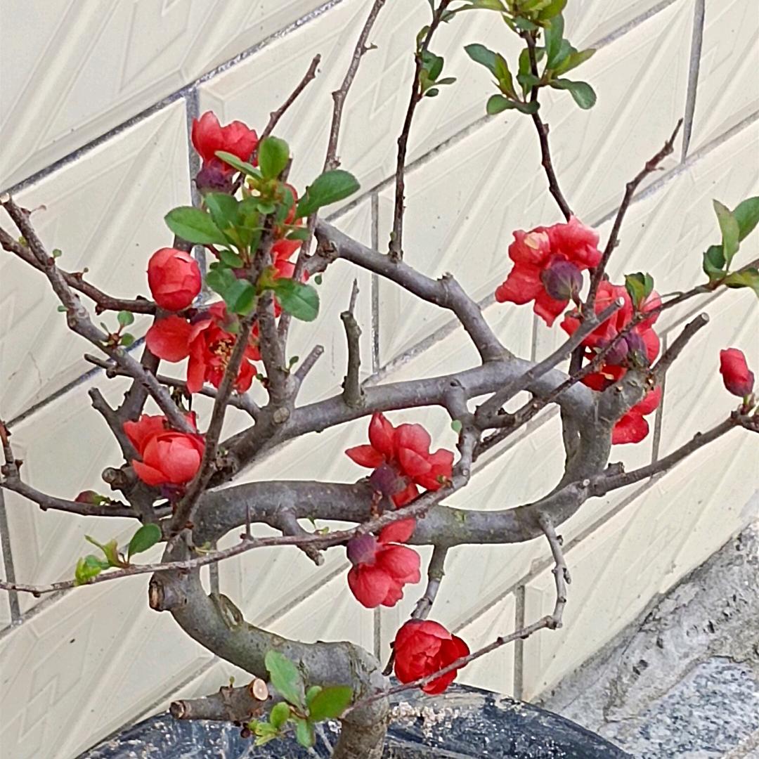 三十二号发工资