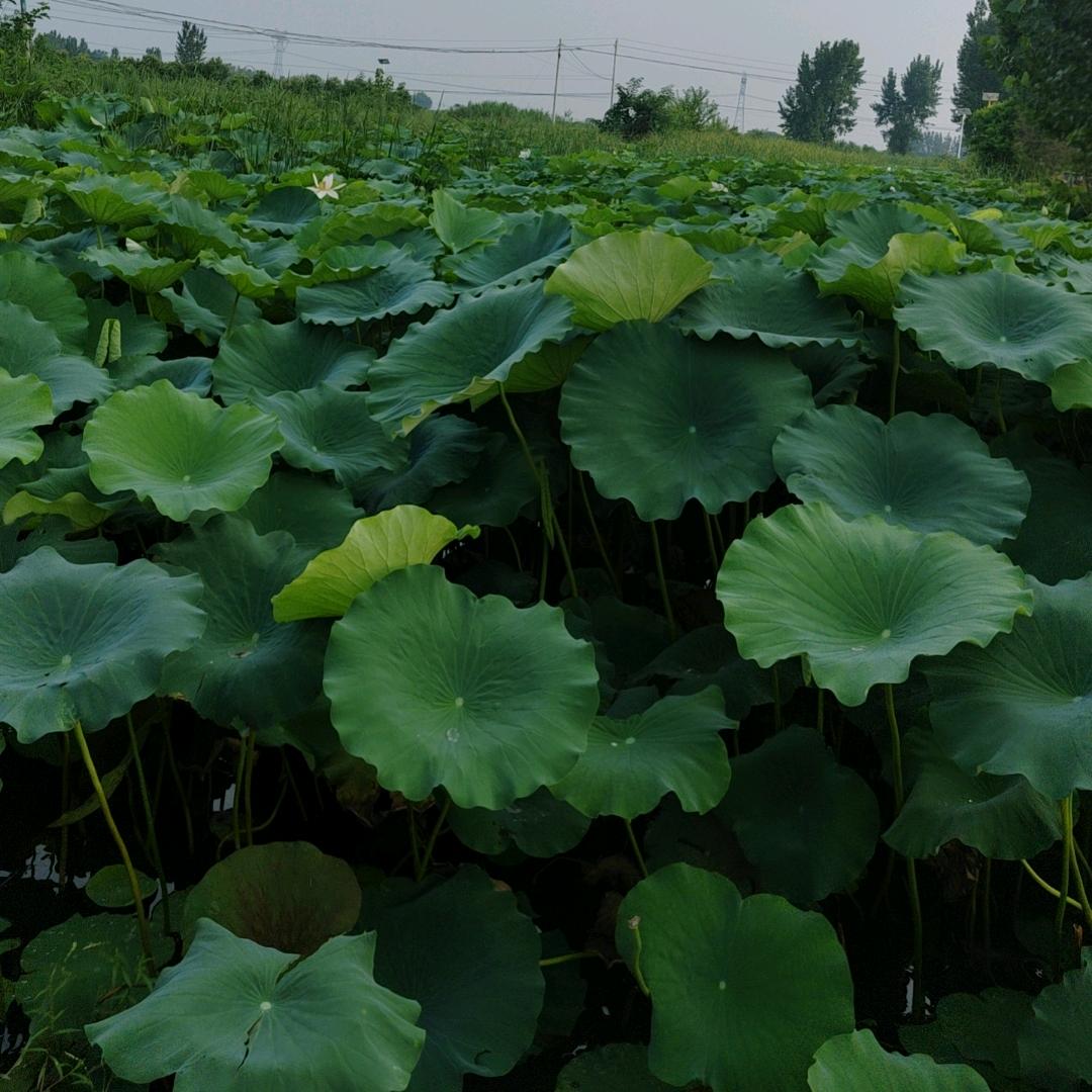 梧桐树燕子的最爱