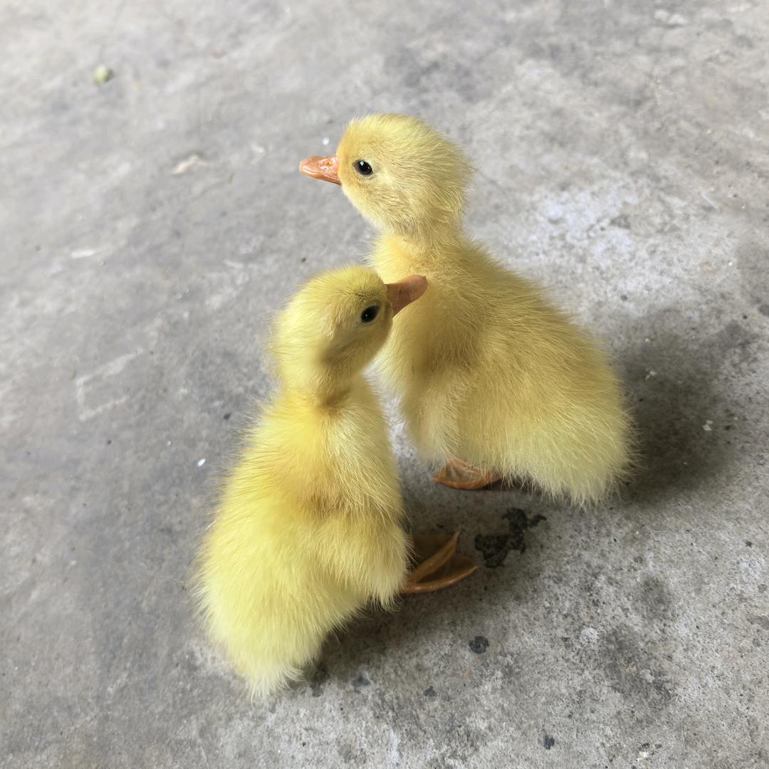鸭妈妈