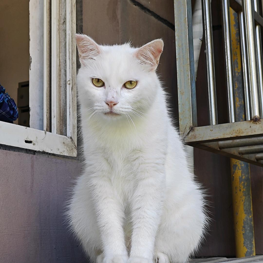 猫猫侠（读研发疯版）