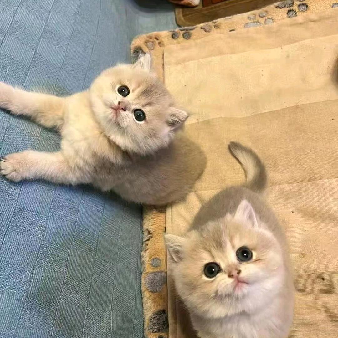 阳谷县喵次方宠物工作室（个体工商户）