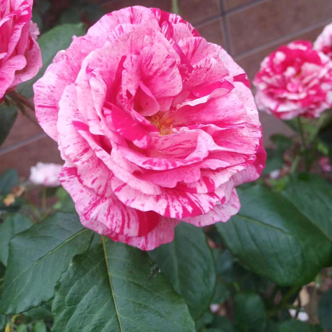 小徐专业无人机飞防