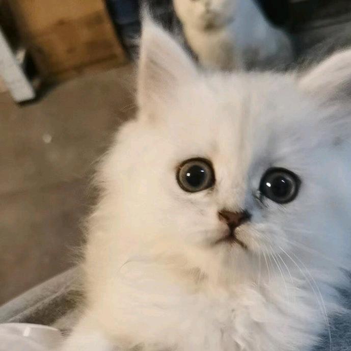 黑猫🐈‍⬛