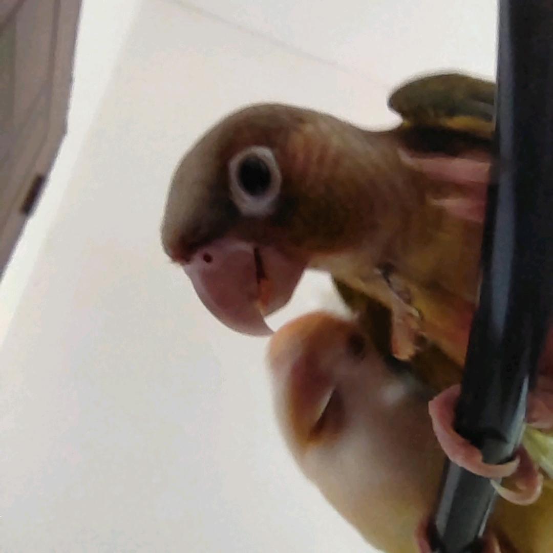 ওᤢᤣ᭄་捧在“掌”心꧔ꦿᩚ💕