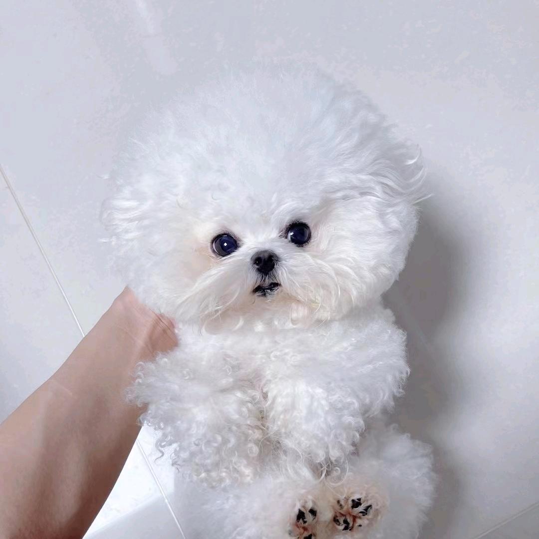 成都小梦家庭犬舍