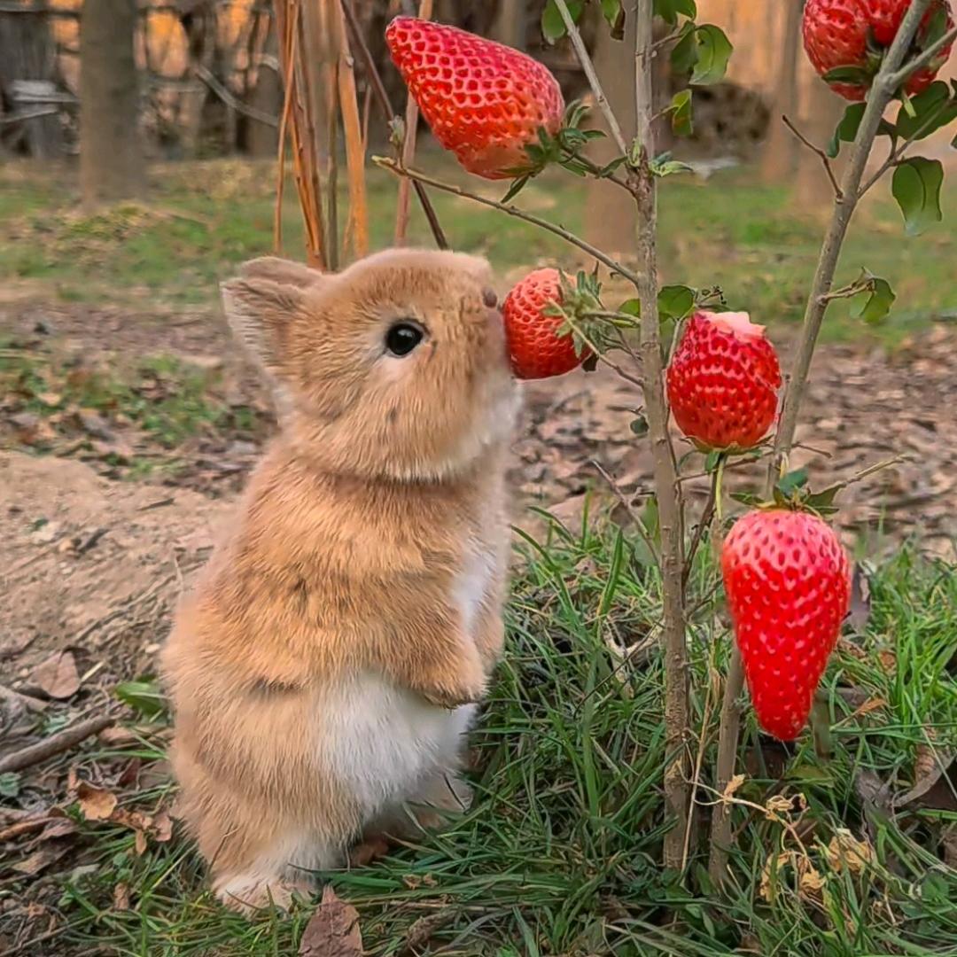 蓝狼