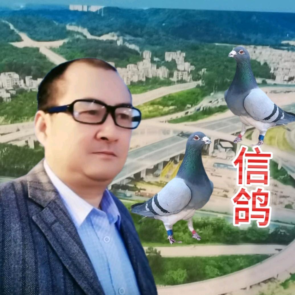 信鸽