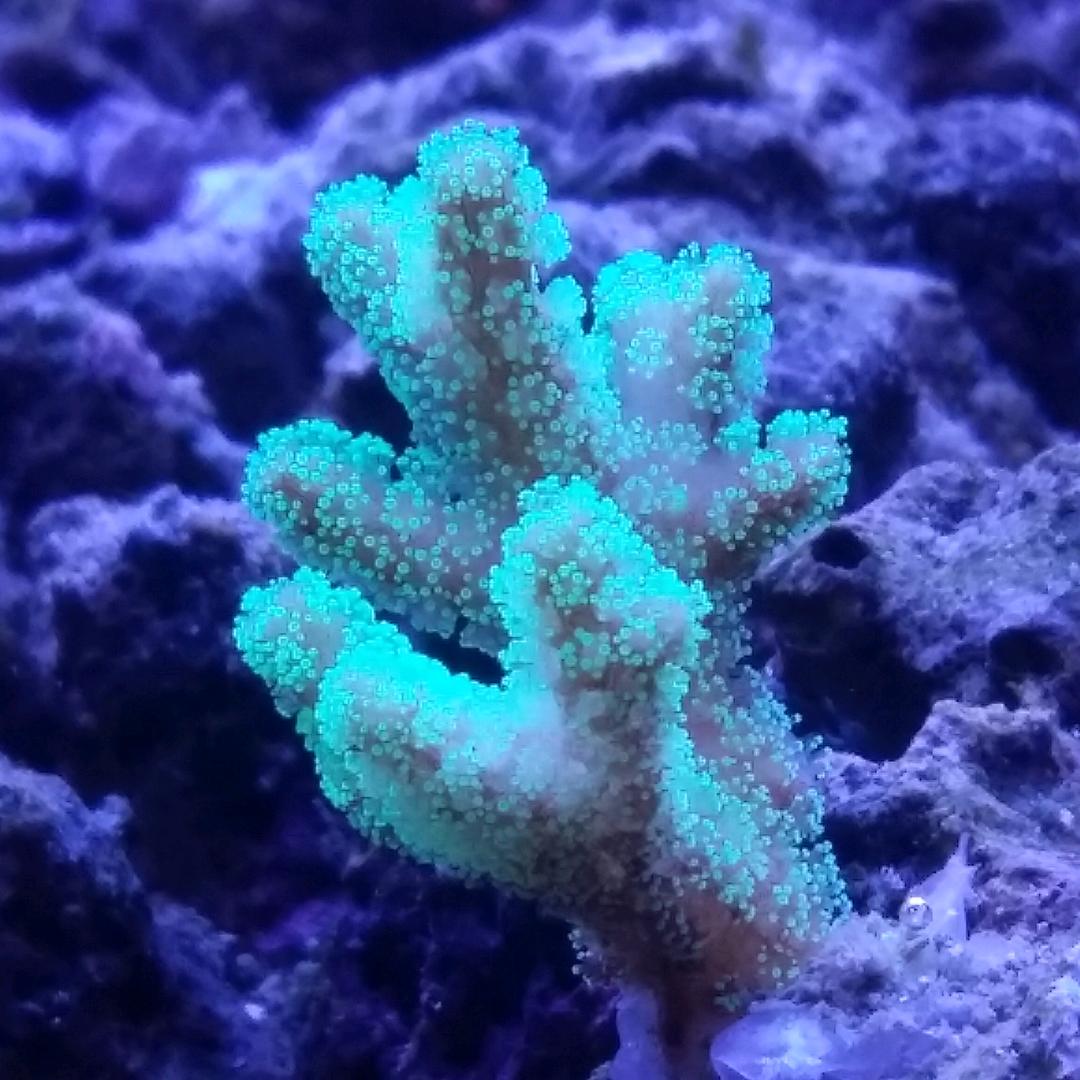 丫丫个呸的