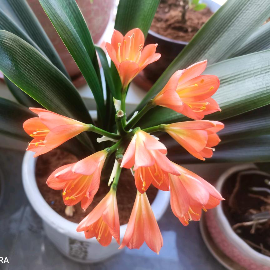 未来可期꧔ꦿ᭄?