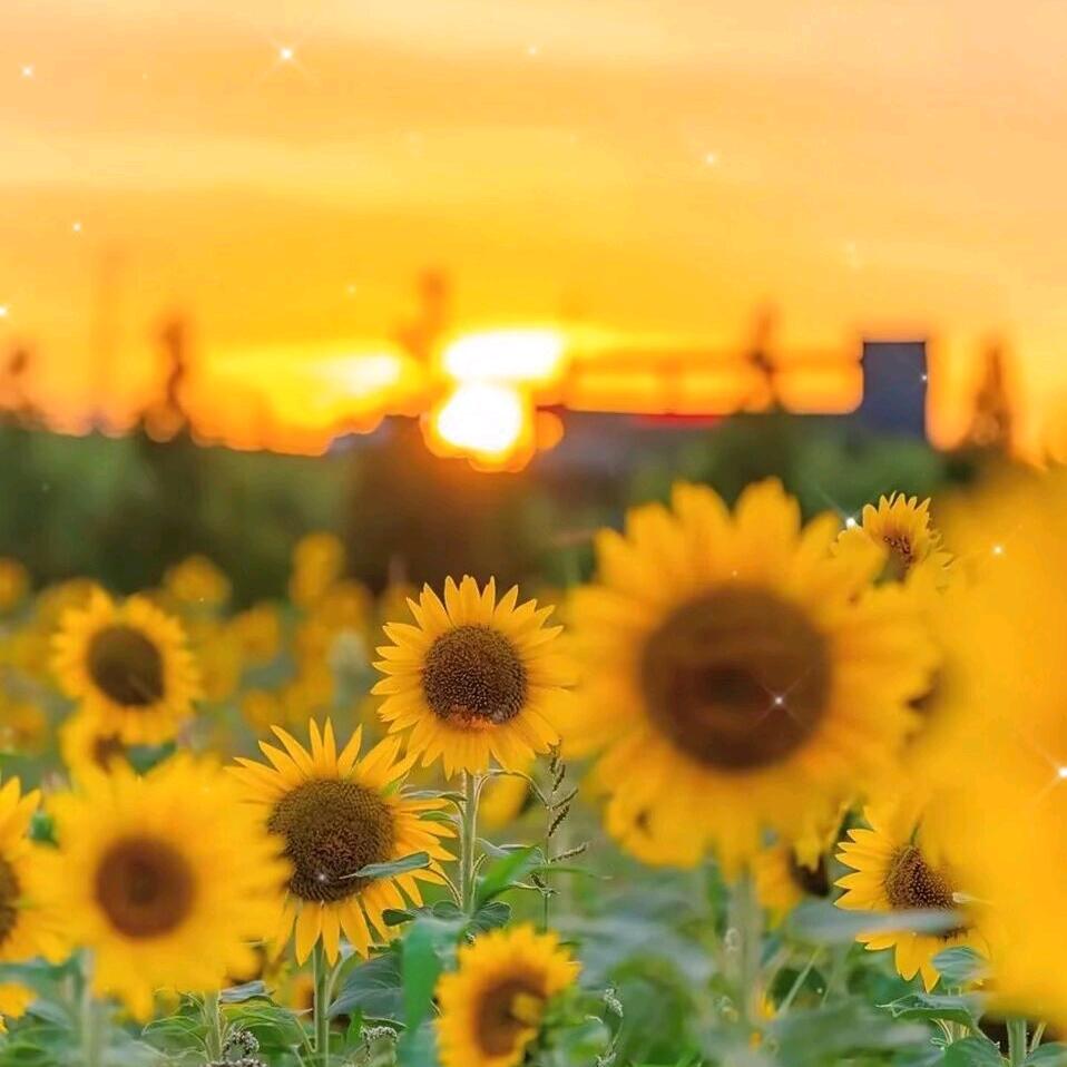 春暖芳华