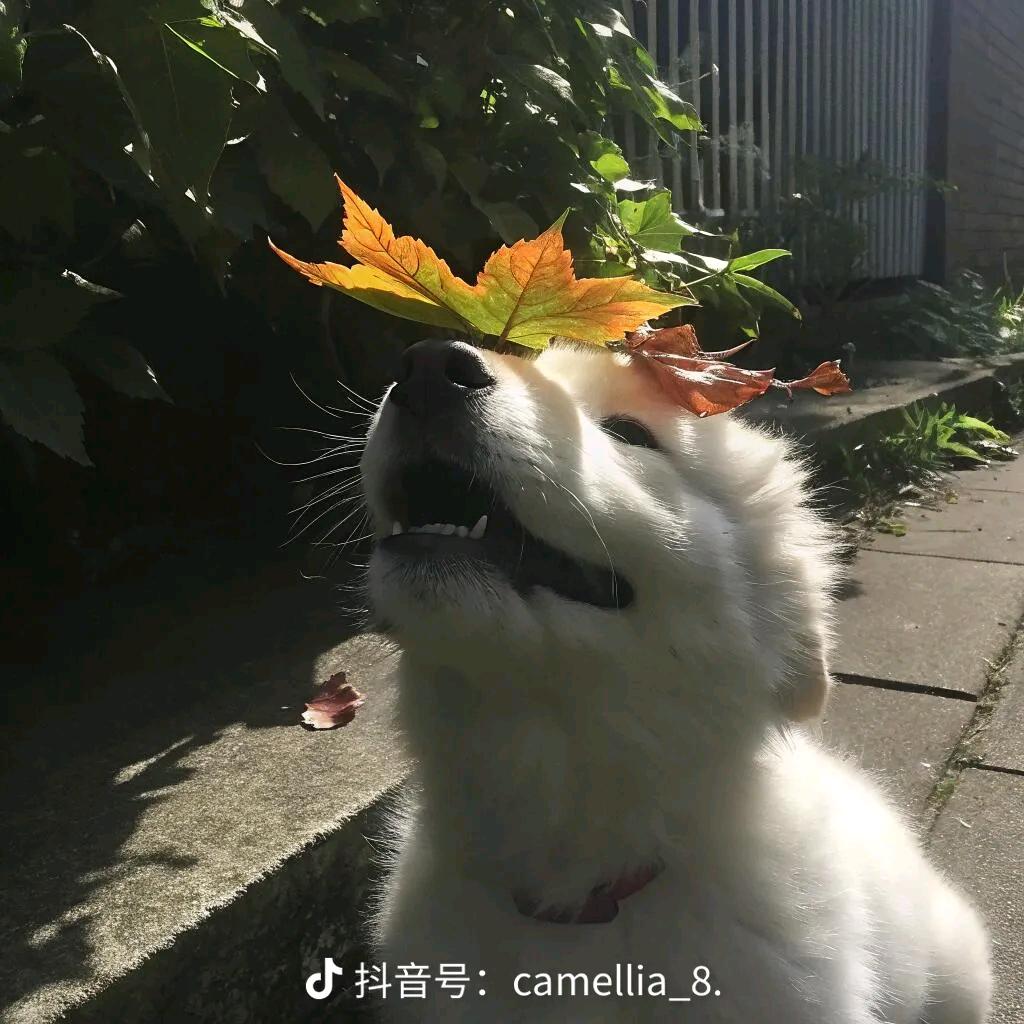 波波一