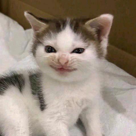 猫咪爱吃鱼🐟