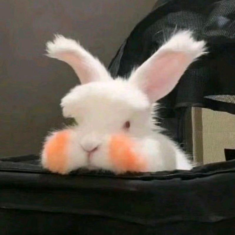 圣诞时节就是糖