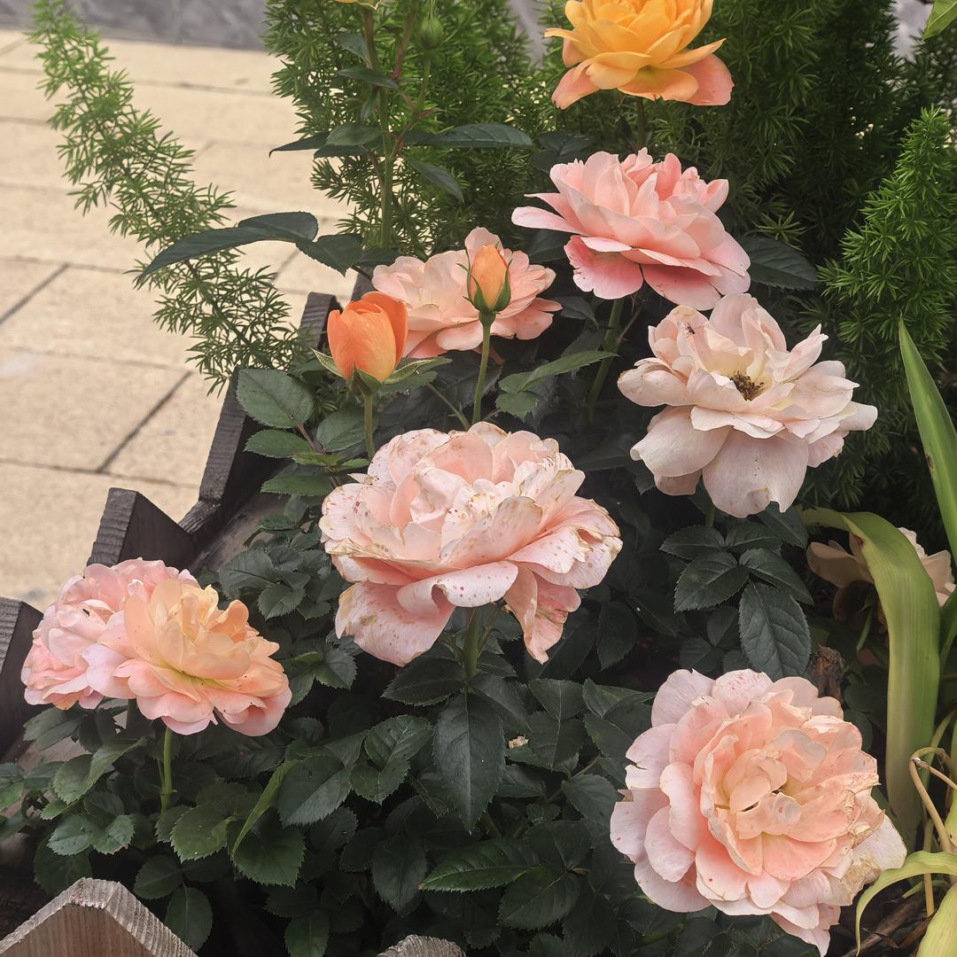 ε٩(๑> ₃ <)۶з