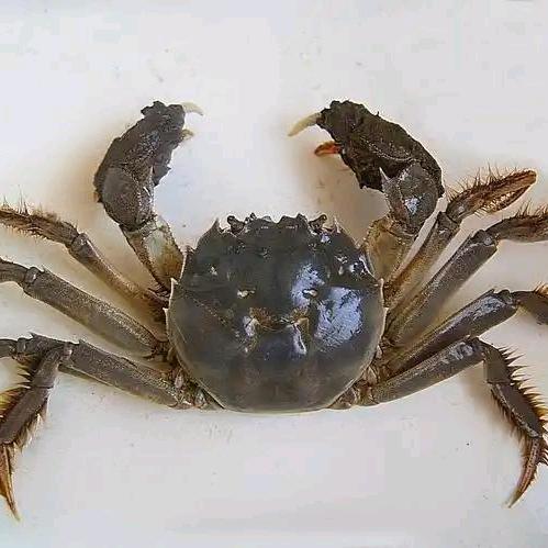 银川森淼湖大闸蟹