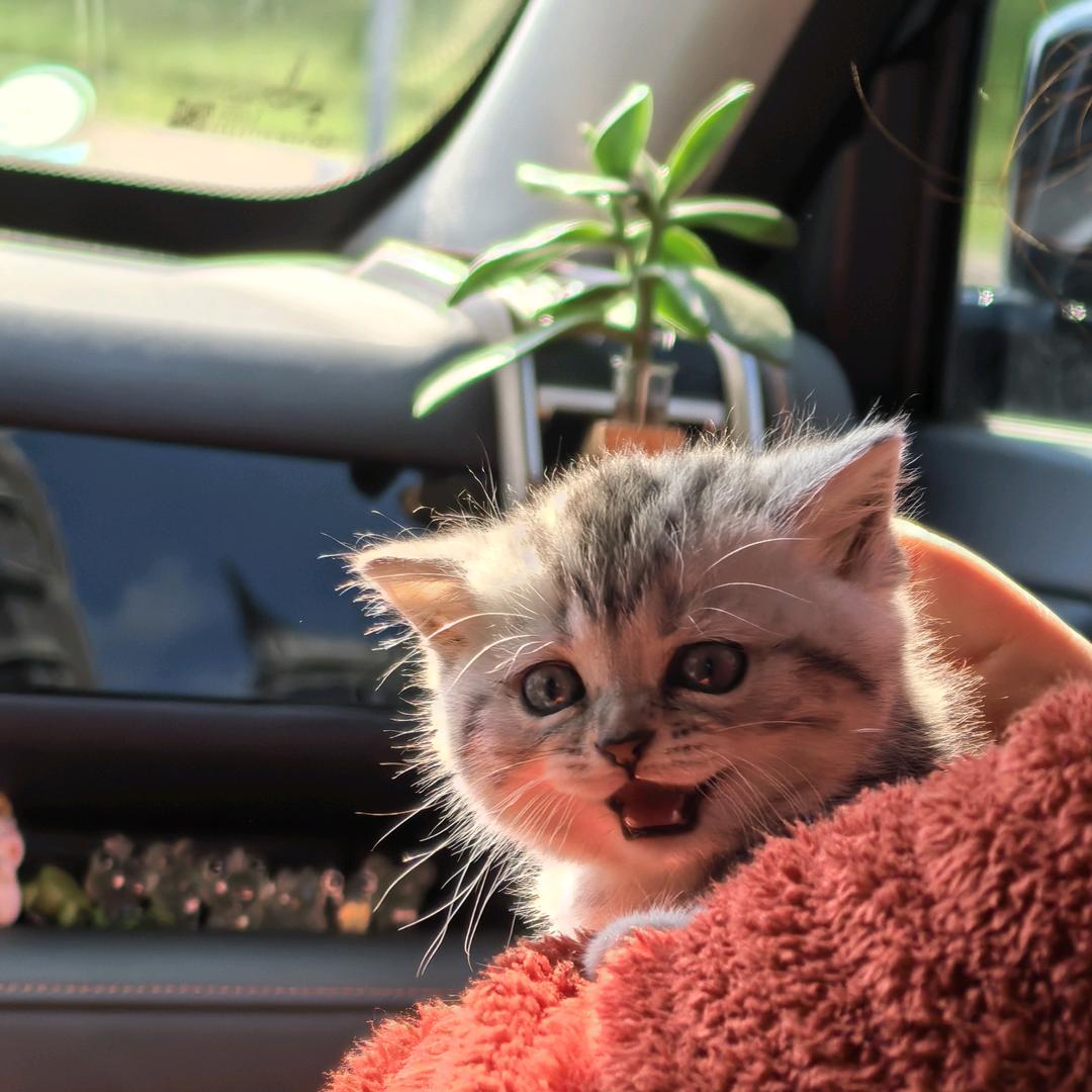 一袋柚子换来的柚子🐱