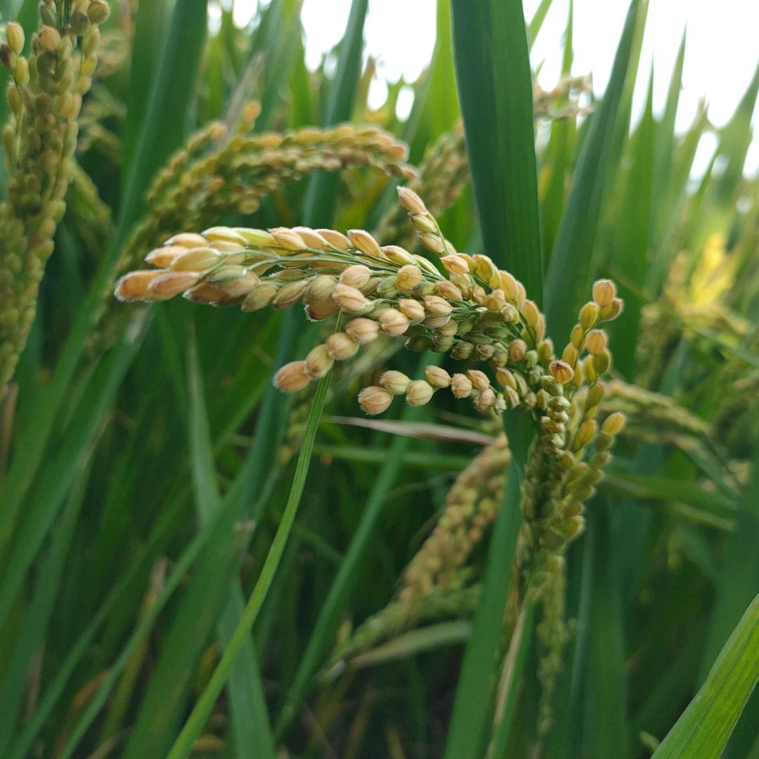 柠檬蜂蜜