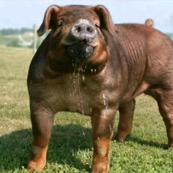 曲靖鑫旺种猪繁殖场