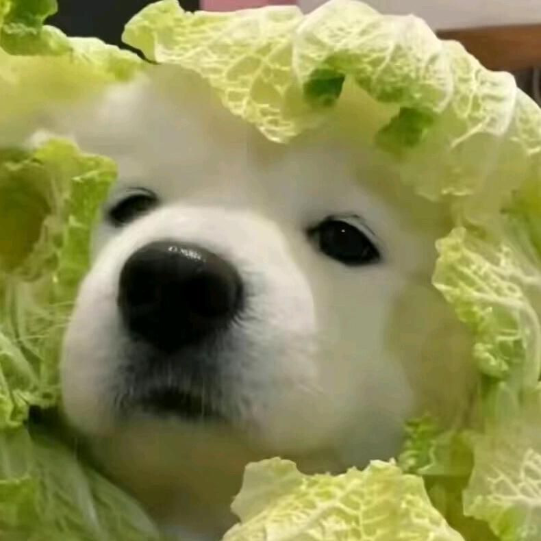 菜不狗.