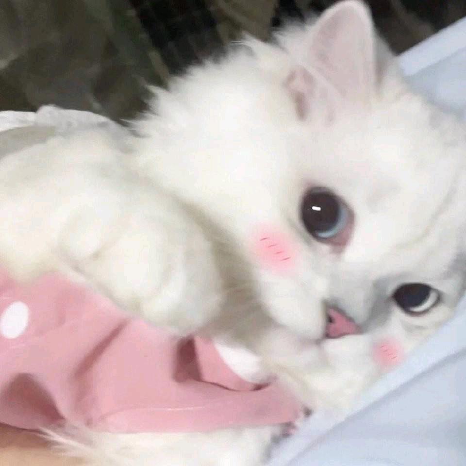 我爱吃猫屎