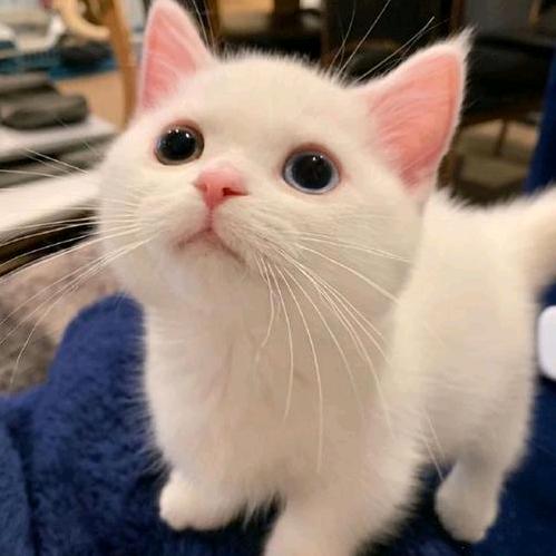 肇庆大旺猫猫