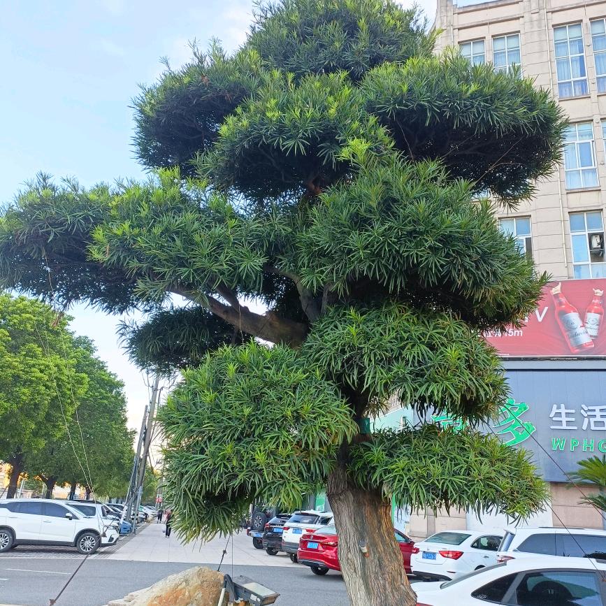 《孩子她爹来了》