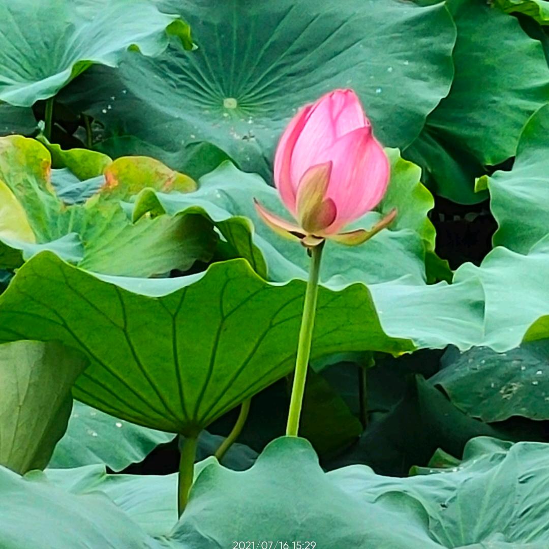 心安李
