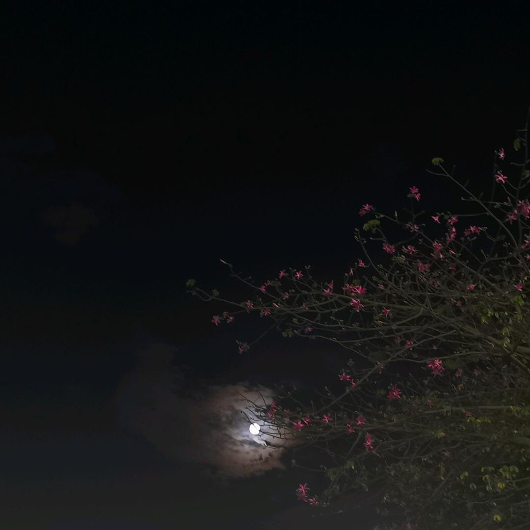 迟到的晚风