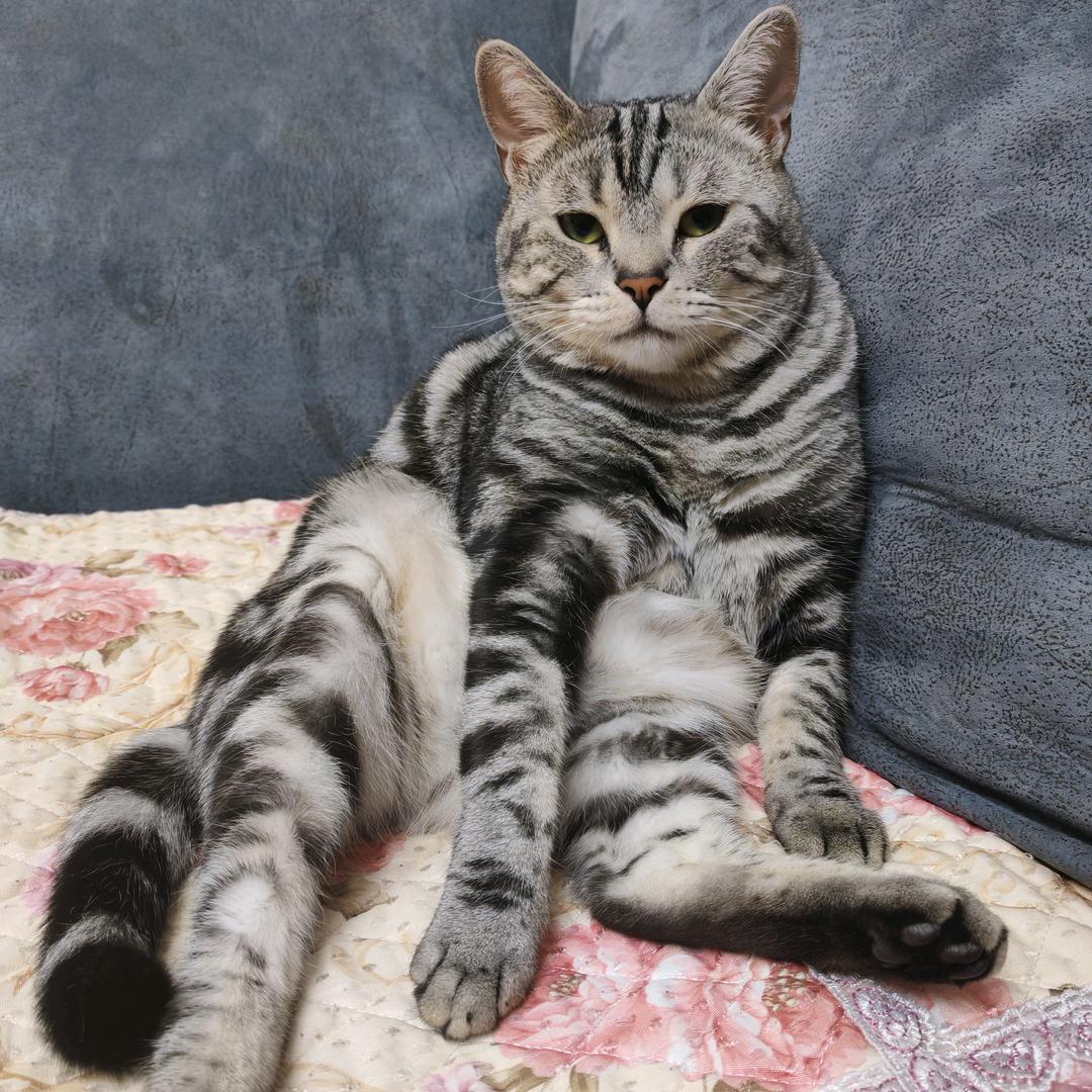 点条是只猫