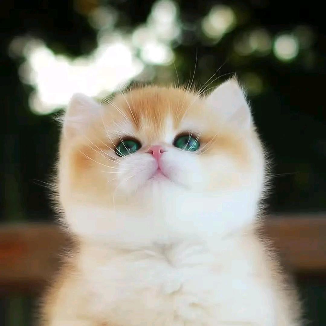 18090273
