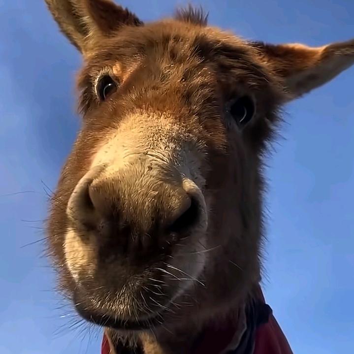 hy