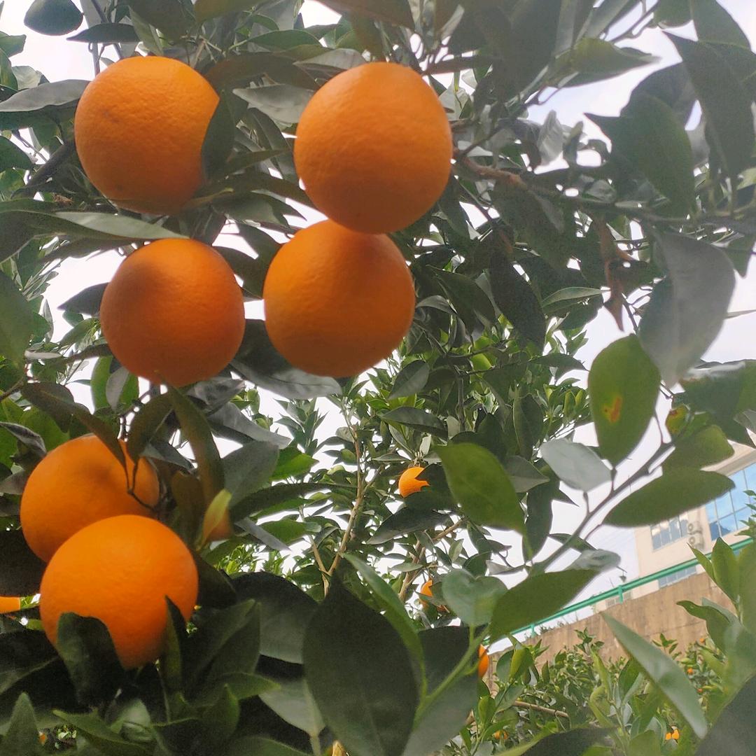 云南阿妹（农产品）