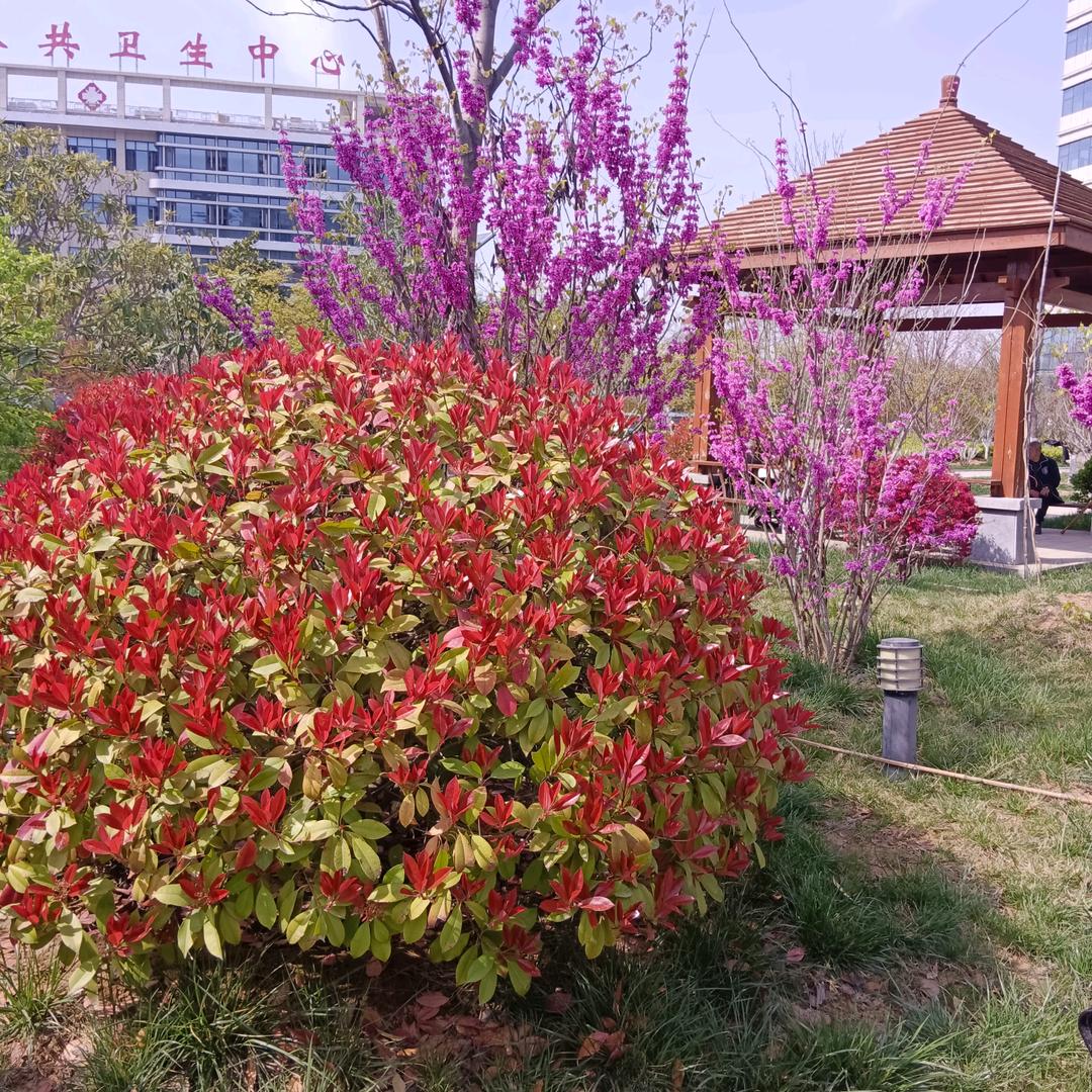《红枫》