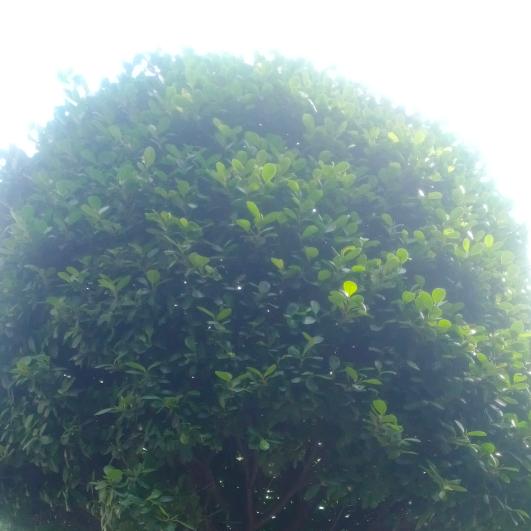 墙里开花墙外香