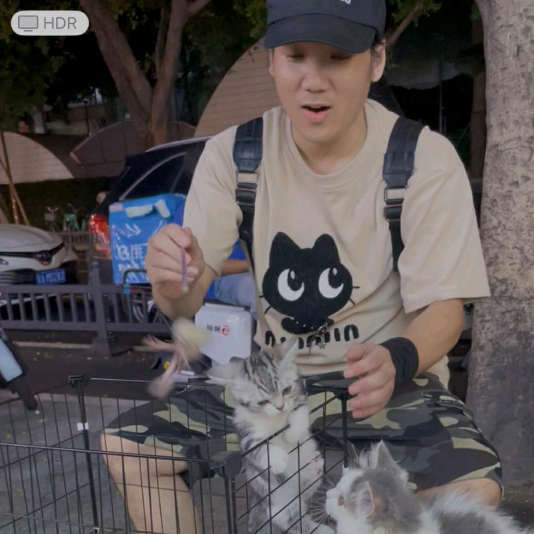 亚伦哥的小猫