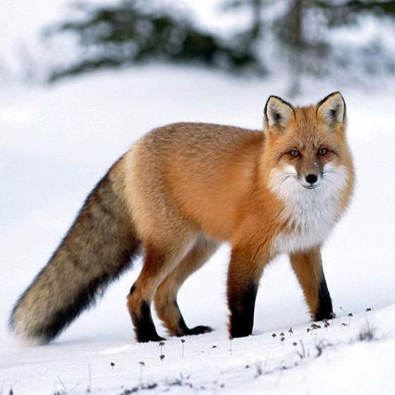 沙漠之狐🦊